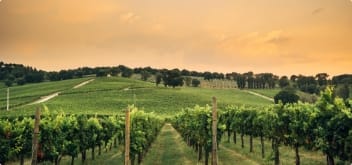 Cantina Arnaldo Caprai vigneto