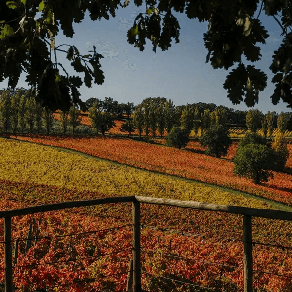 Cantina Arnaldo Caprai affreschi Montefalco