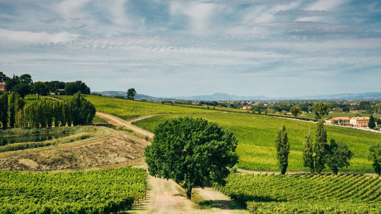 Cantina Arnaldo Caprai vista aerea territorio