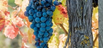 Cantina Arnaldo Caprai grappolo tronco