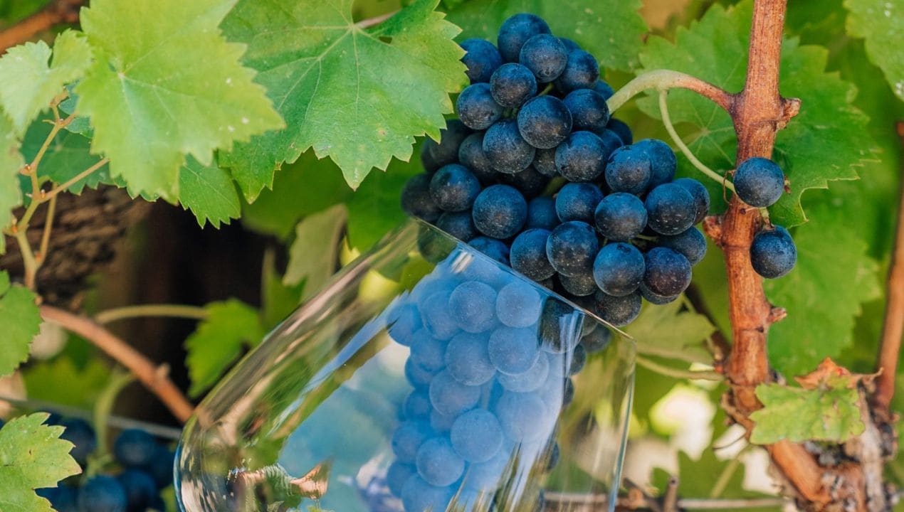 Cantina Arnaldo Caprai uva appassita sagrantino