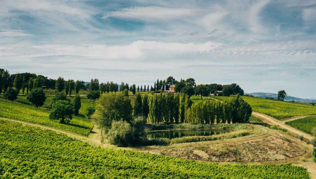 Cantina Arnaldo Caprai uva appassita sagrantino