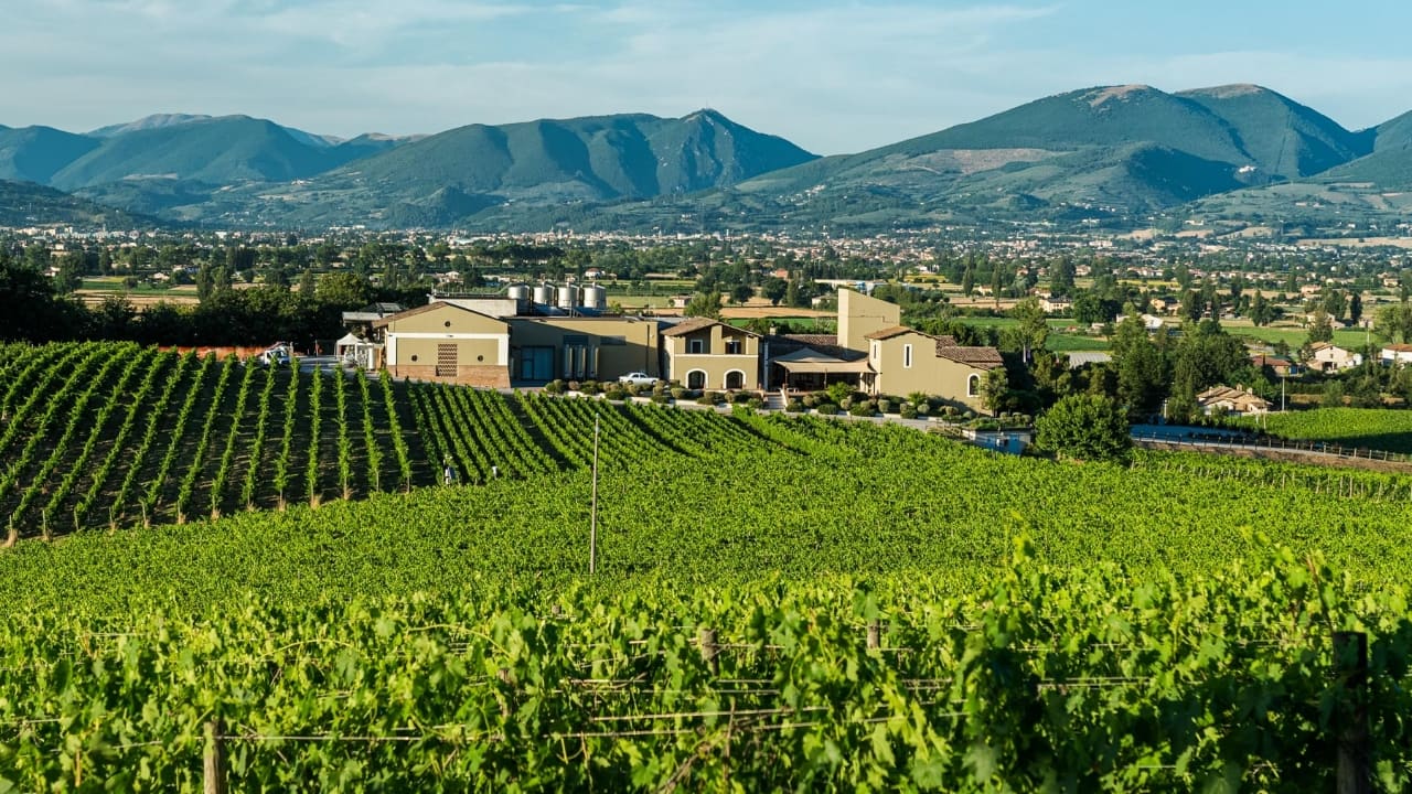 Cantina Arnaldo Caprai uva appassita sagrantino