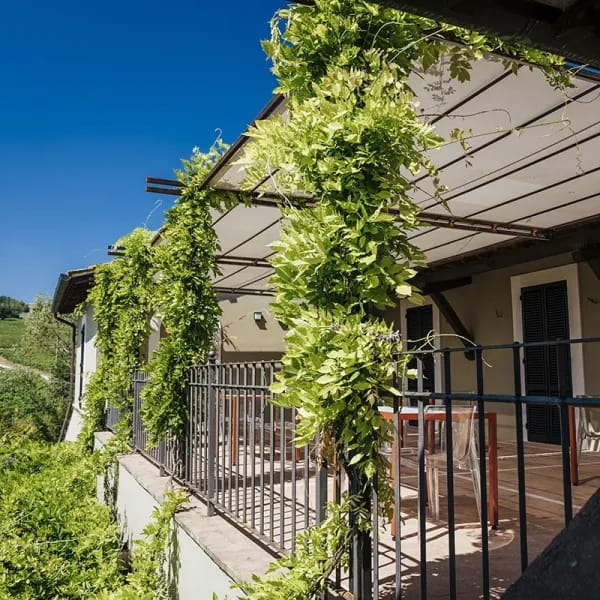 Cantina Arnaldo Caprai grappolo tronco