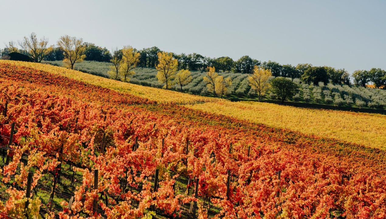 Cantina Arnaldo Caprai uva appassita sagrantino