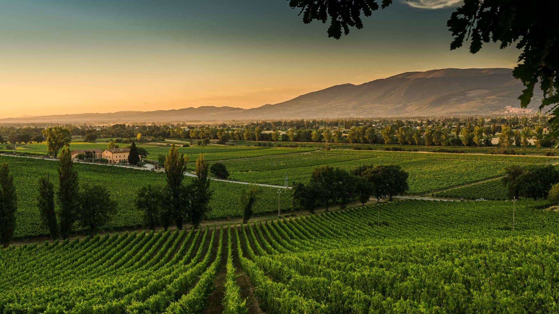 Cantina Arnaldo Caprai panorama vigne