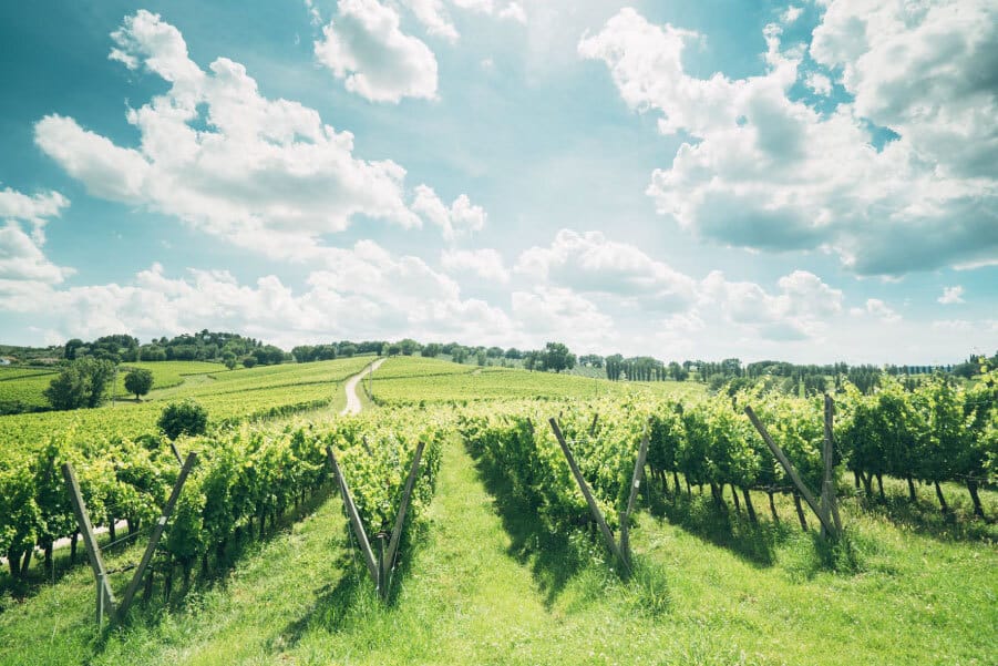Cantina Arnaldo Caprai grappolo uva sagrantino