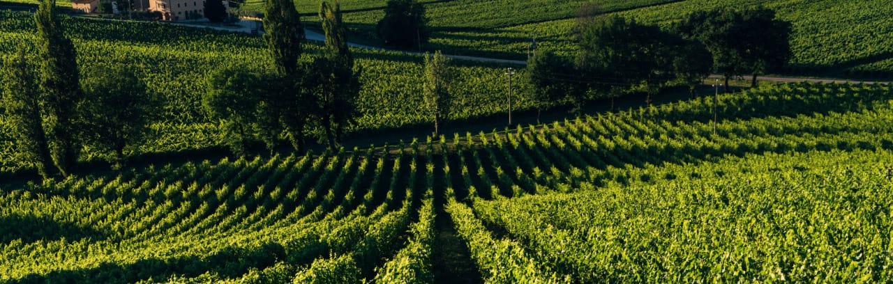 Cantina Arnaldo Caprai vini barrique